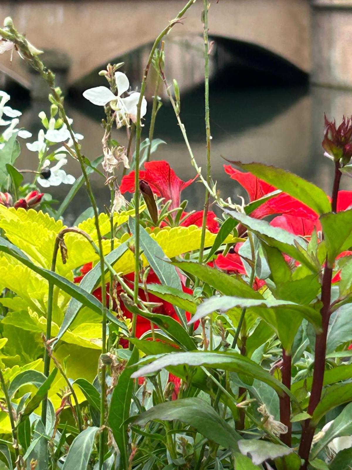 Les Hortensias Fortschwihr Екстериор снимка